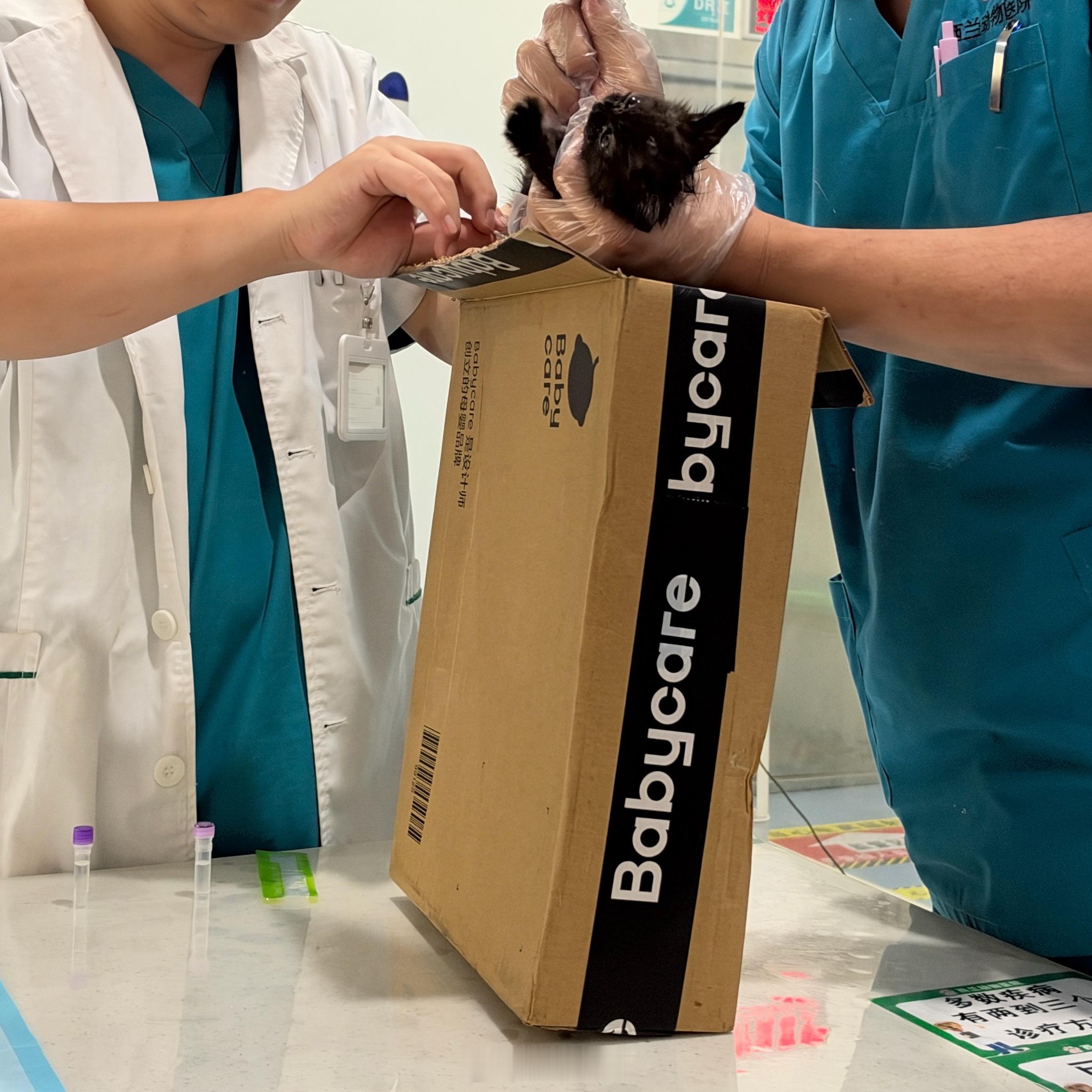 和你们汇报一下！前天晚上捡了一只被遗弃在垃圾站的小黑猫当时看着奄奄一息的就赶紧