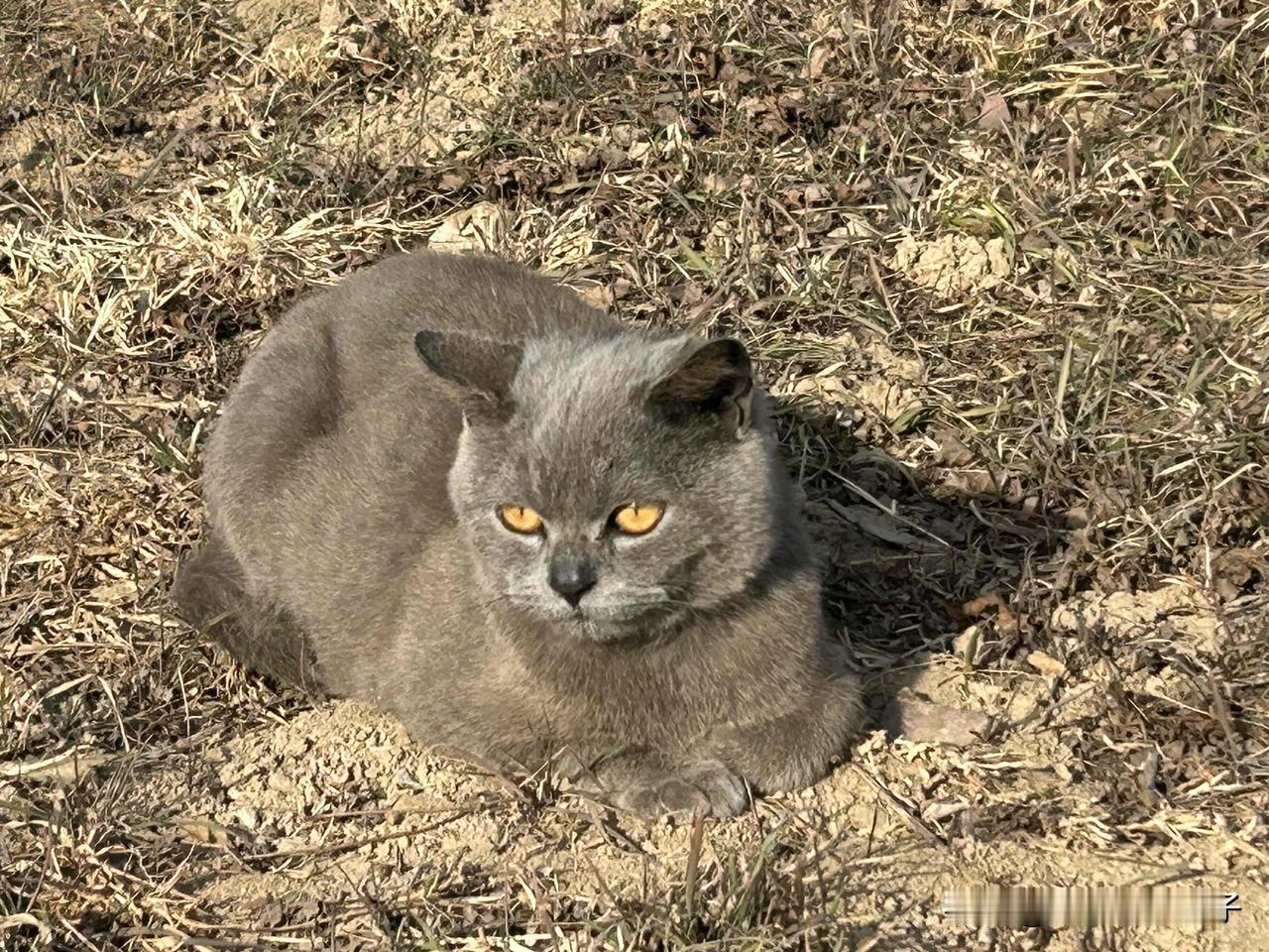 这只小猫多可爱啊在公园里的角落，一只这么可爱的小猫，我想带回家啊！