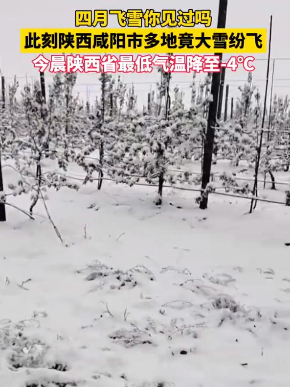 【四月飞雪你见过吗？陕西咸阳市多地竟大雪纷飞】4月下旬陕西多地下雪了四月飞雪