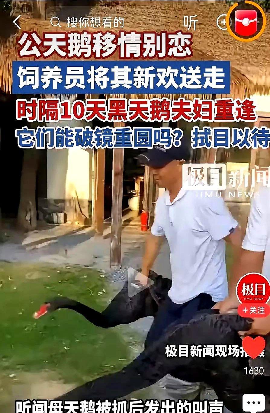 赶走小三，黑天鹅夫妇终于破镜重圆了！黑天鹅夫妇很开心、饲养员很高兴，很多网友却
