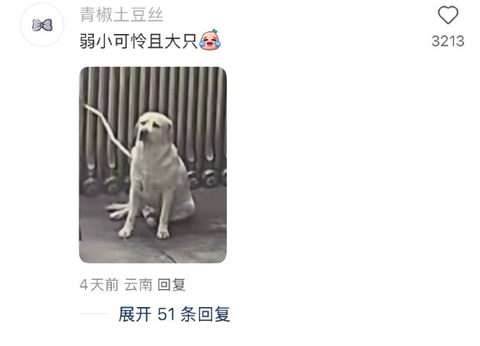 狗狗知错了后主动回来挨骂​​​​