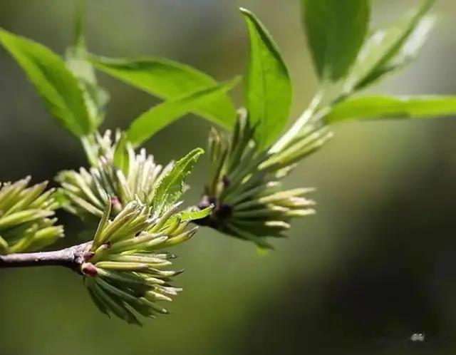 “三木”药材杜仲, 雄花可作代饮茶, 可益精气壮筋骨强意志