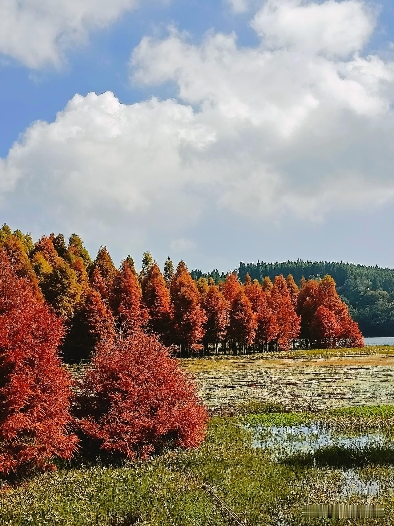 美极了闯入红杉秘境与时光撞个满怀阳光穿透层层叠叠的红杉枝叶，在林间投下斑