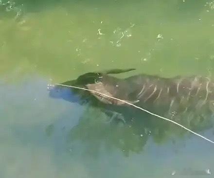 A股短线地量已经出现！今天已经连续第3个交易日，3700家以上的个股调整。截至目