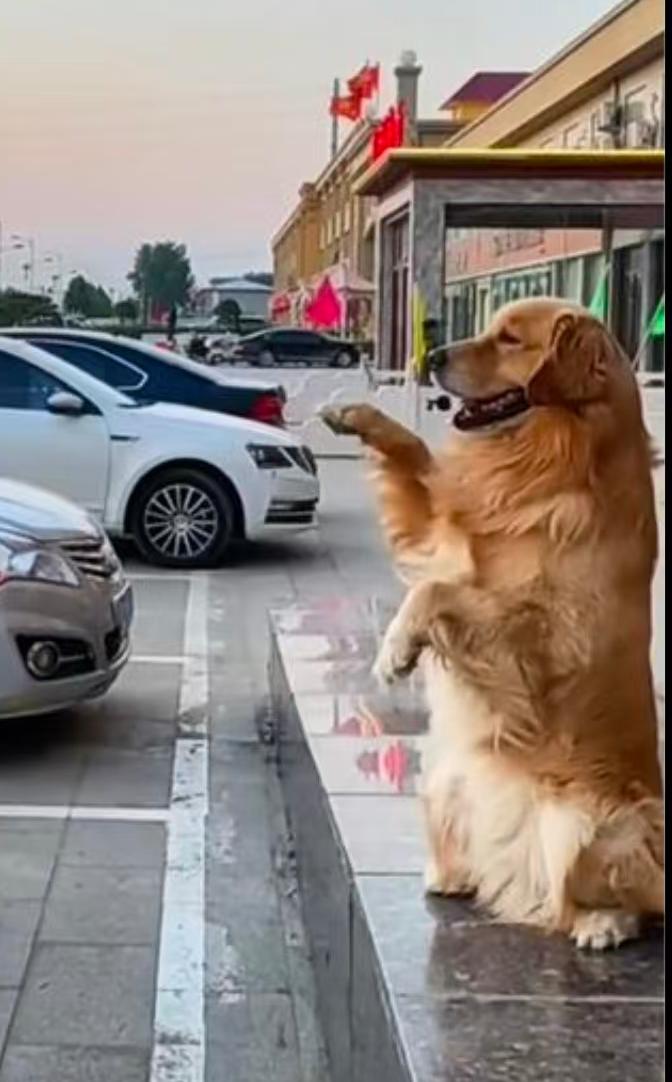 “这狗也太有灵性了吧！”安徽广德，女子和老公开车路过一条乡村山路，突然一条狗跪在
