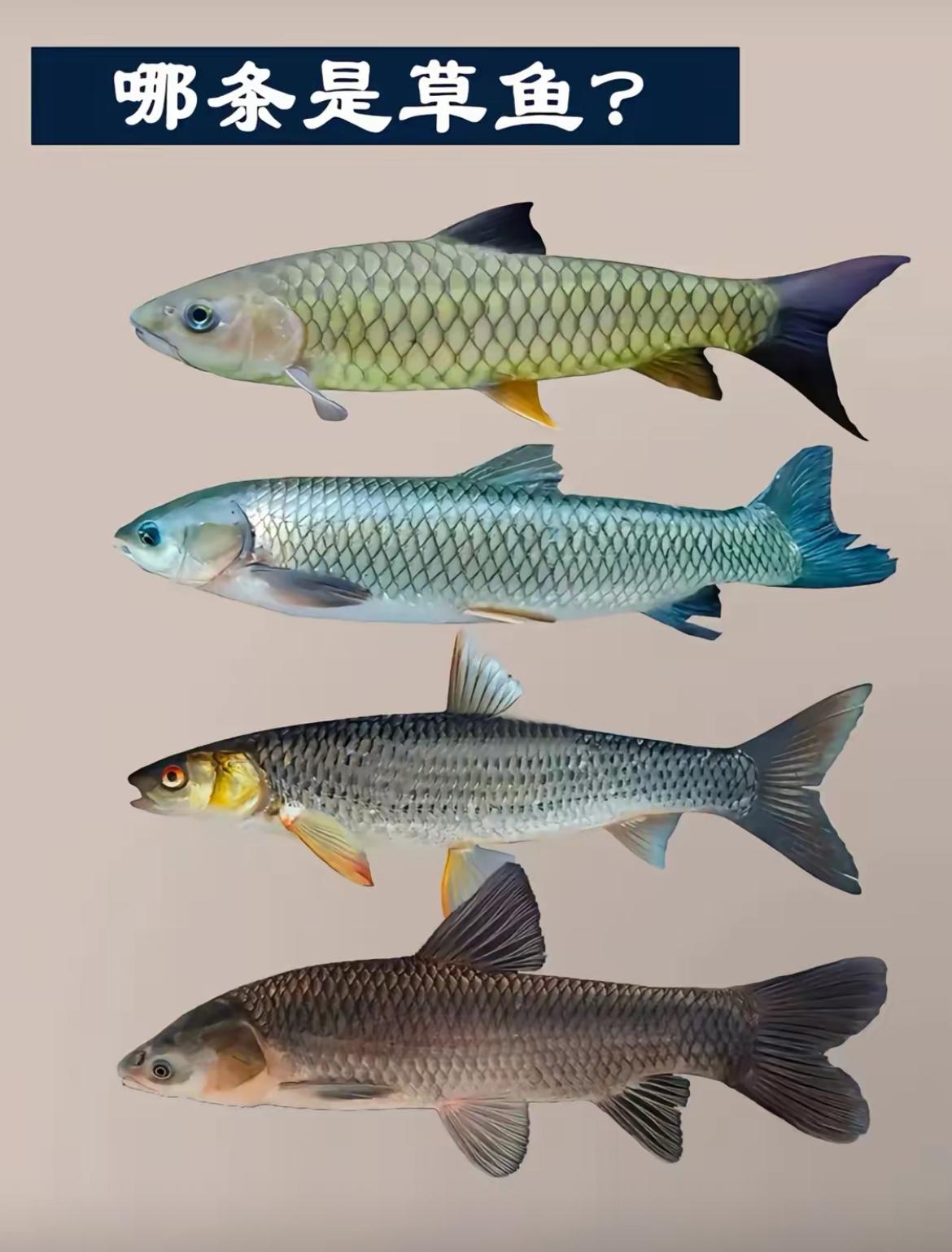 你能不能找出哪一条是草鱼，有点难度[笑着哭]