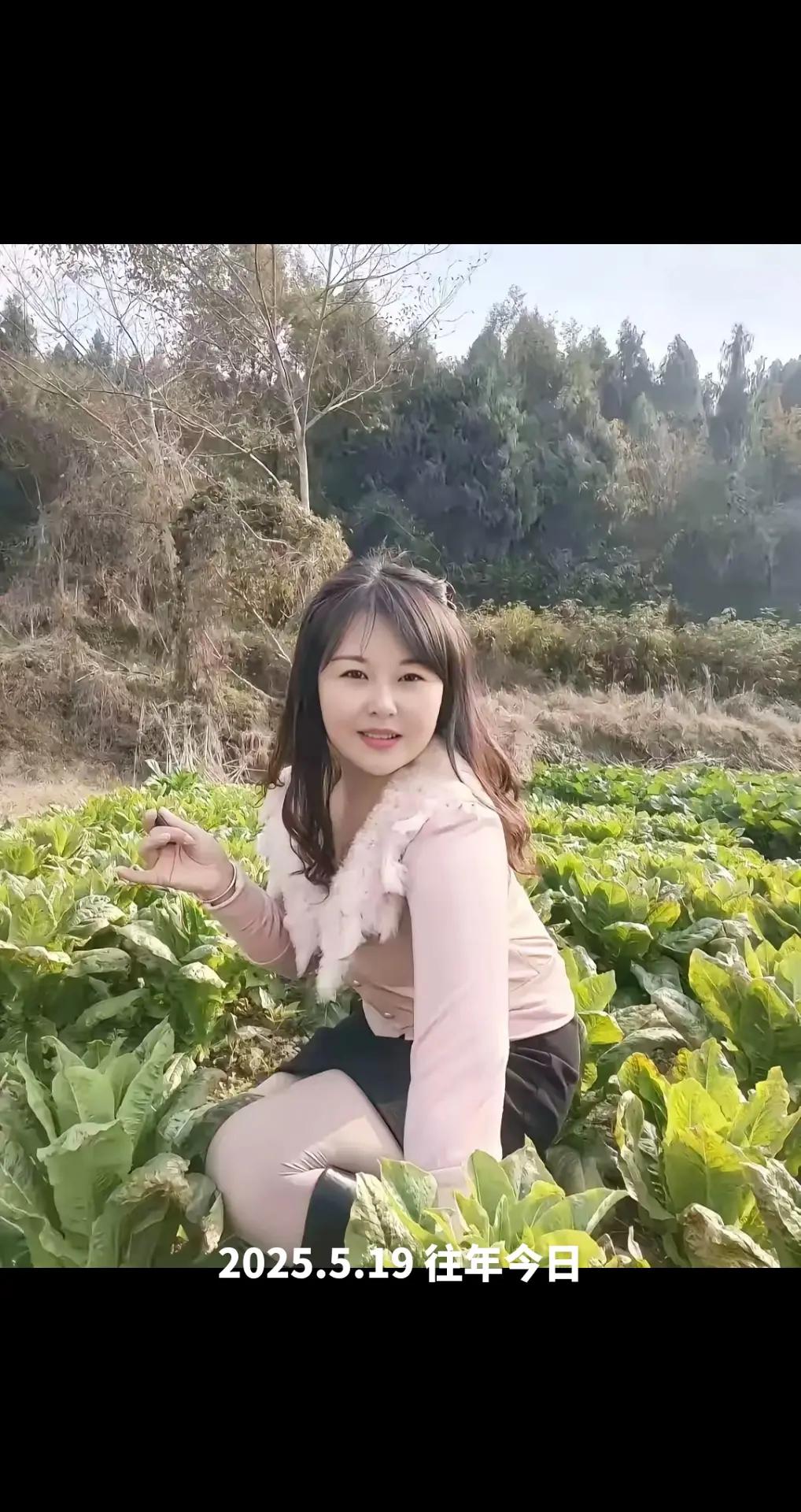 户外采摘蔬菜田间娃娃菜采摘大白菜