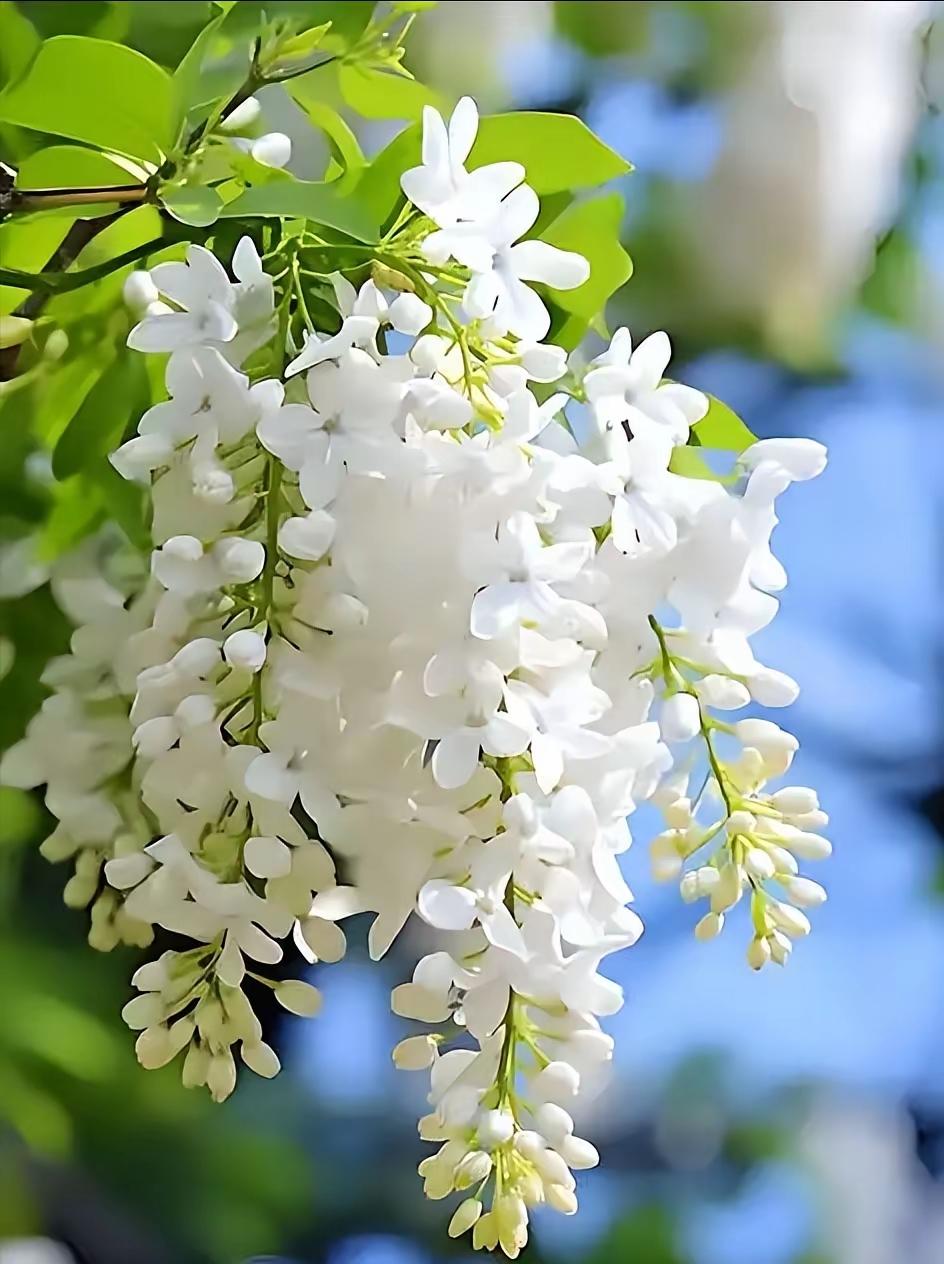 很治愈的一段话：小小的蜜蜂，每天飞来飞去，从一朵花到另一朵花，不慌不忙，默默