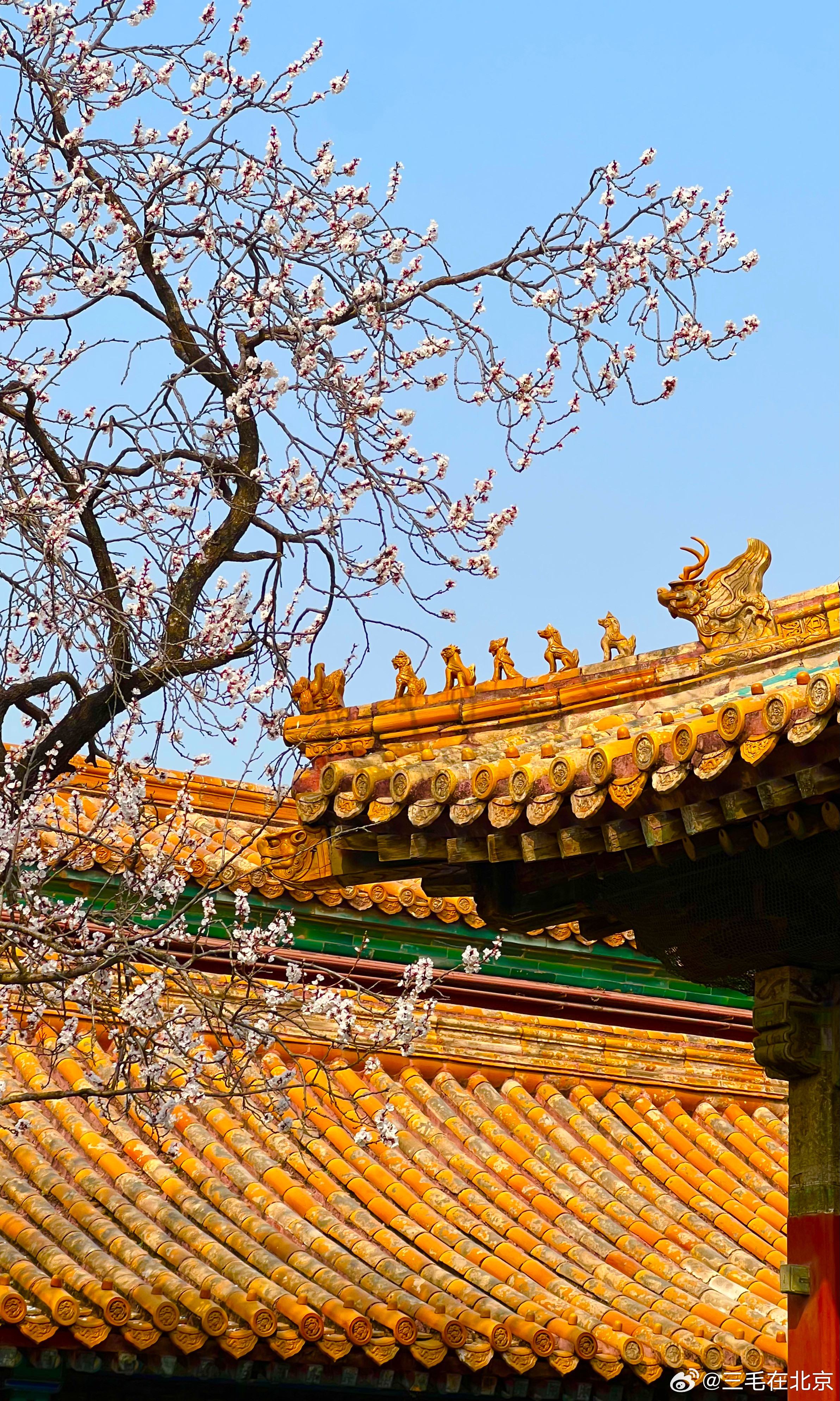 故宫御花园玉翠亭杏花开摄影北京你好