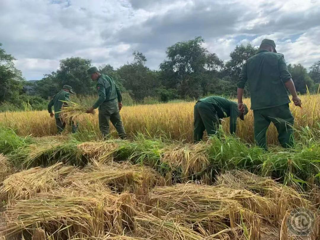 果敢同盟军的官兵，就一直在不停的收割水稻，其实应该买台收割机最好！一些比较小的地