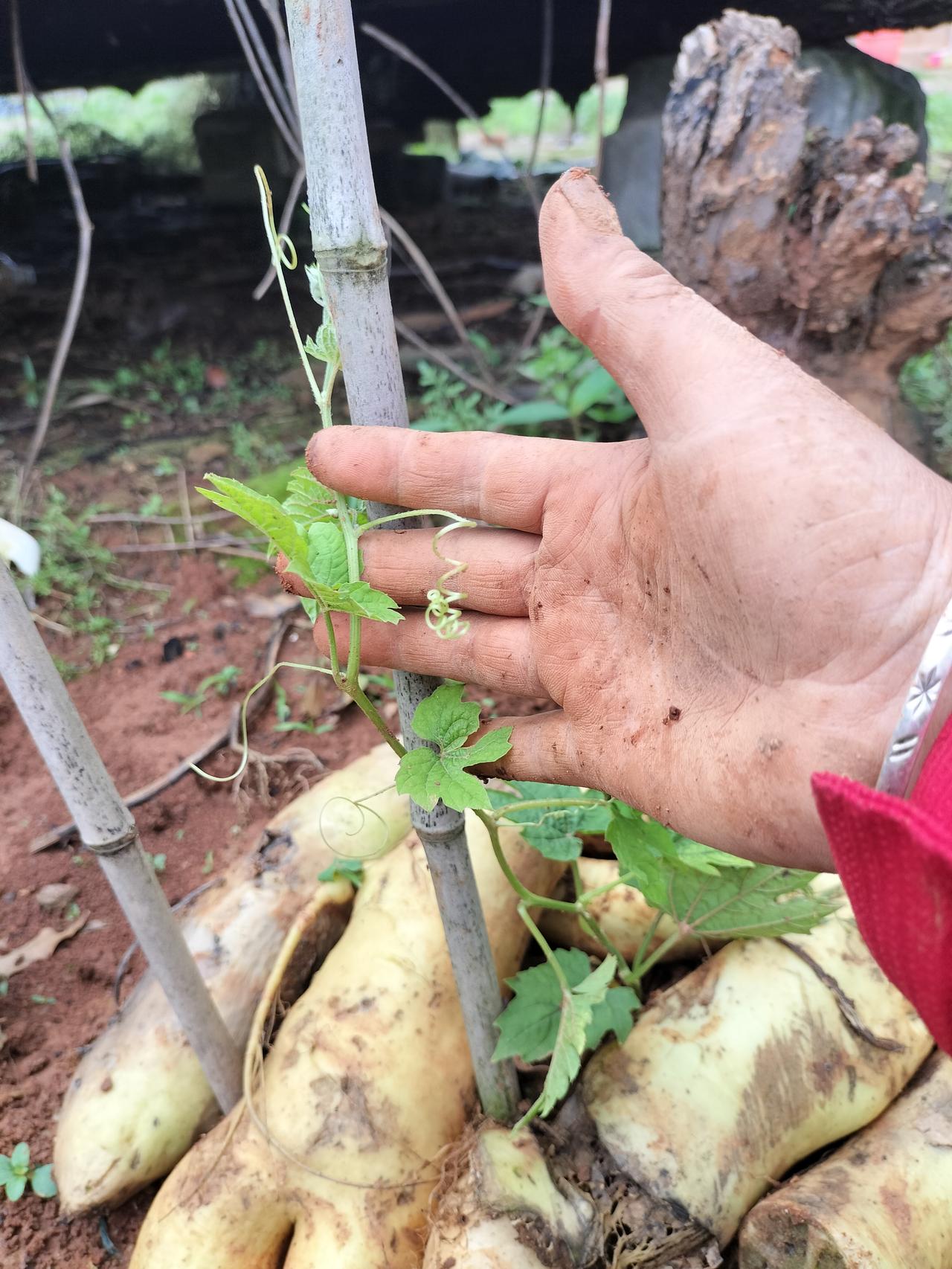 这是我花3元钱买的苦瓜苗，因为很贵，就买了一棵独苗，今天发现长须须了，我赶紧拿两