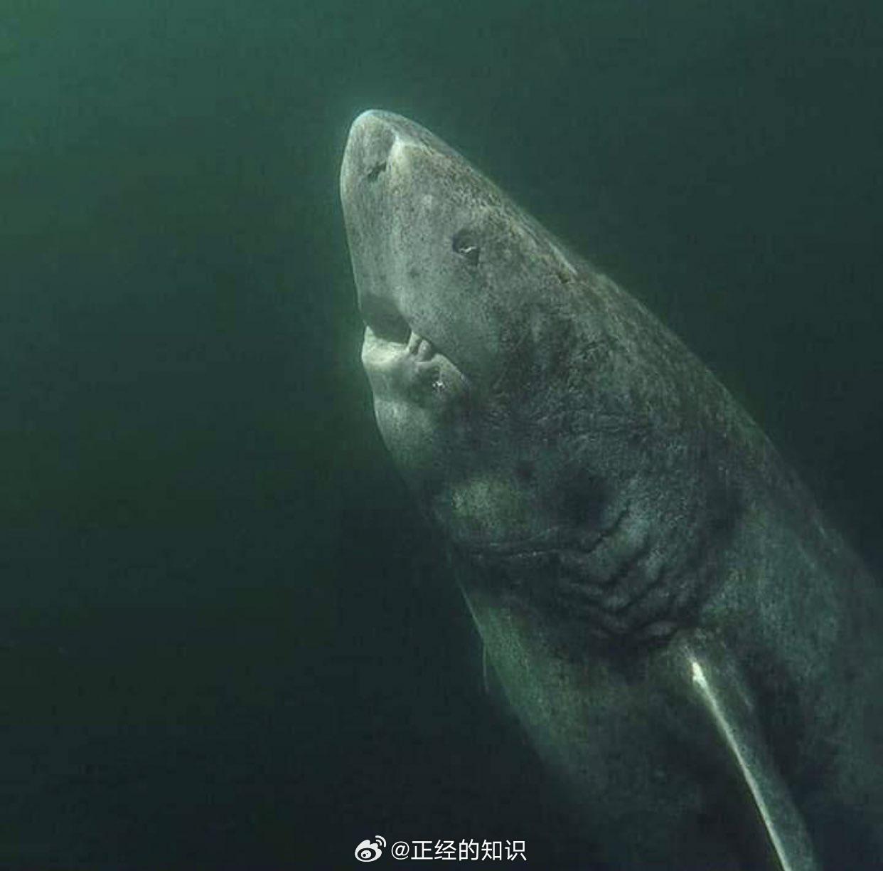 位于北冰洋的一条392岁的格陵兰鲨鱼。自1627年以来，他一直在海上漂泊