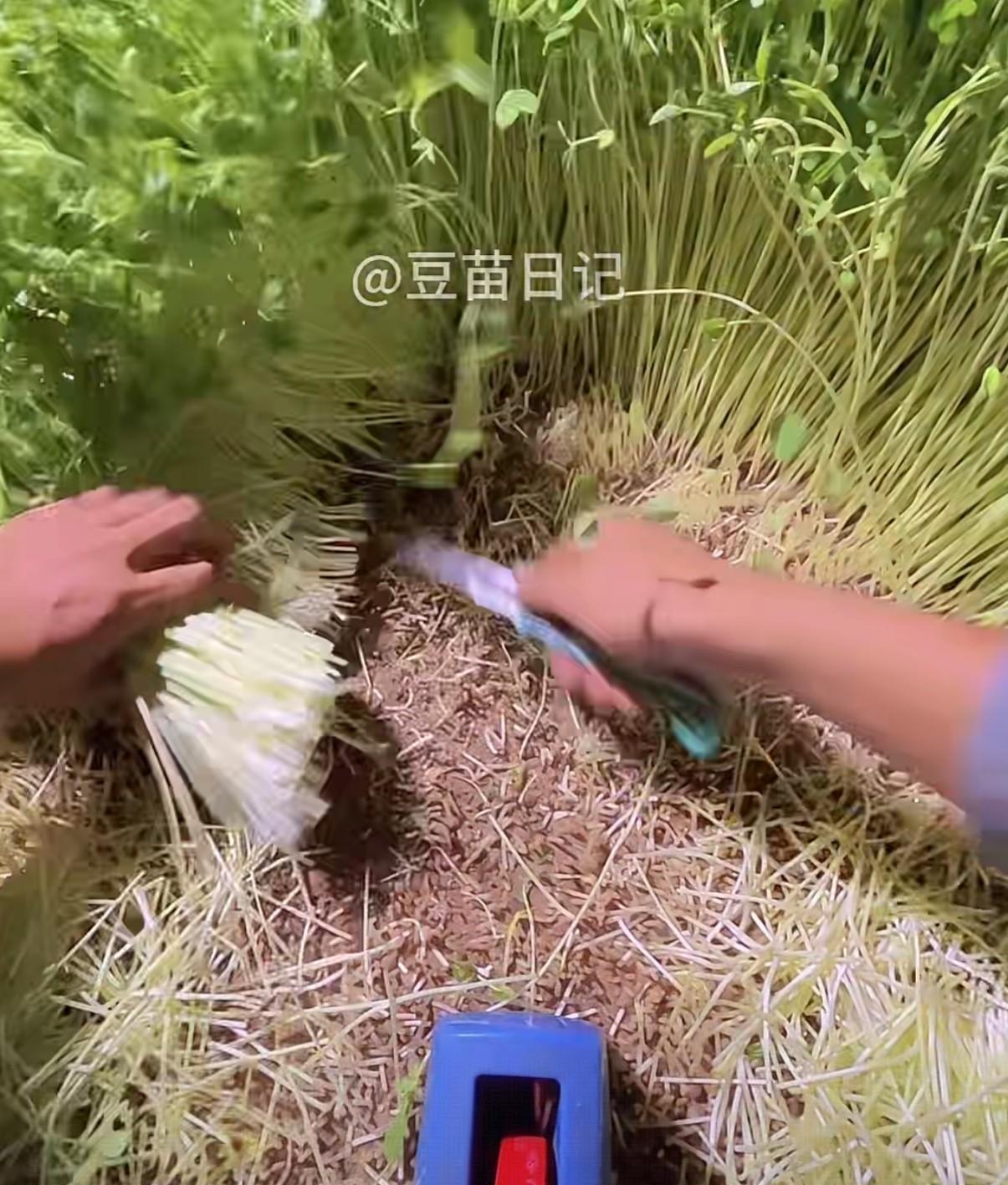 最近总刷到一个直播间主播在那里割豆苗绑豆苗不怎么说话也不卖豆苗但有1