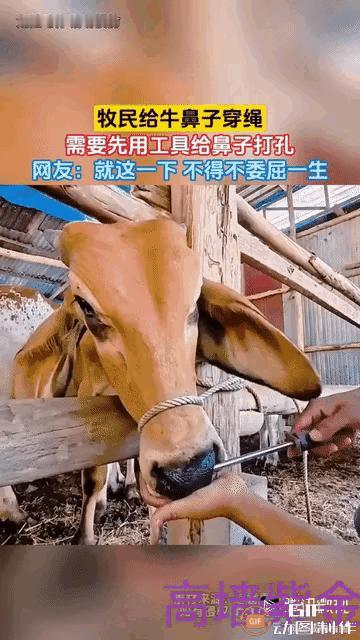 牛棚里，主人伸出左手轻轻抚摸黄牛，黄牛也很温顺地把嘴靠在他手心上。没想到下一秒画