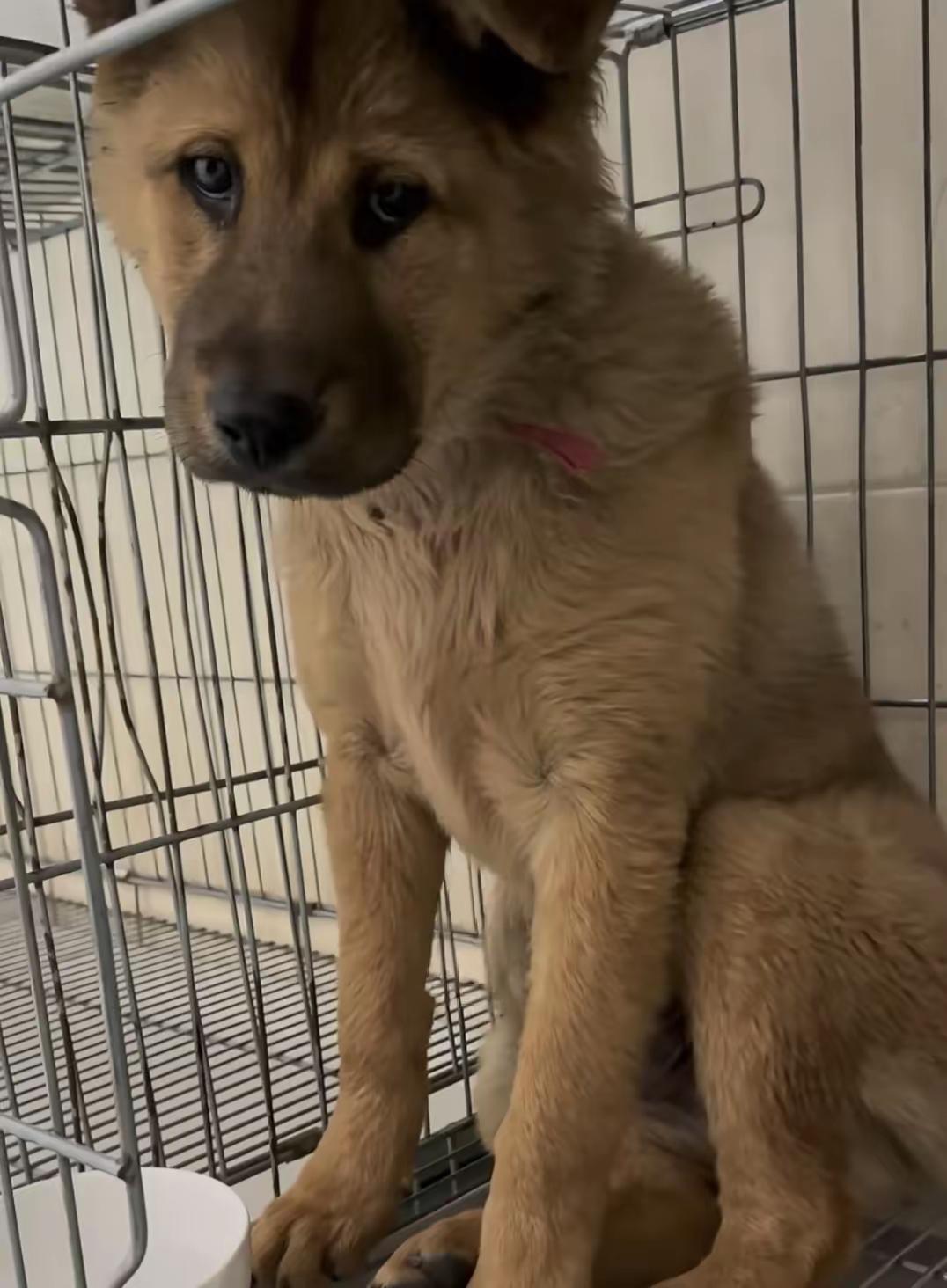 清明节回来扫墓吃狗肉看到家族群里发的信息，我一看这狗狗可怜兮兮的被关着，也