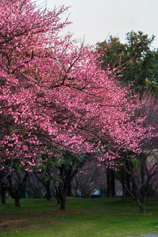 橘洲梅花季，不可错过的那些中式美学