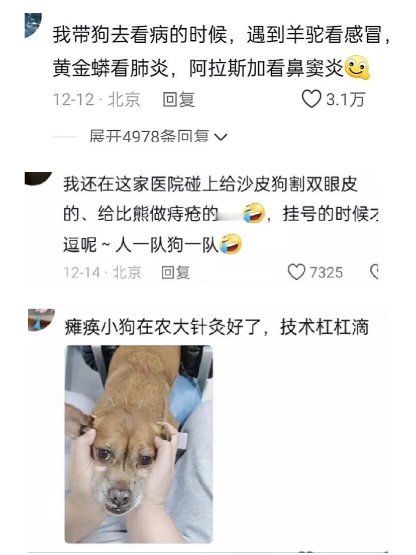 怎么宠物医院也这么多八卦