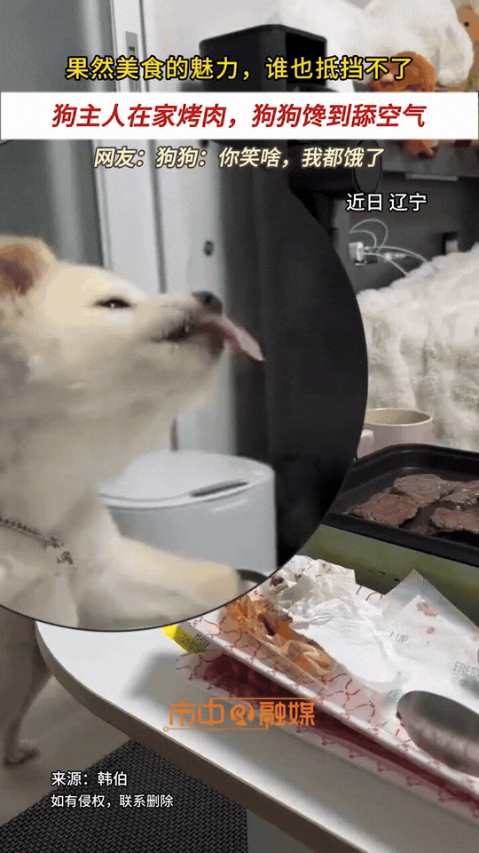 笑不活了！北京icon，主人在家吃烤肉，结果香味直接香迷糊了正在睡觉的狗狗。狗狗