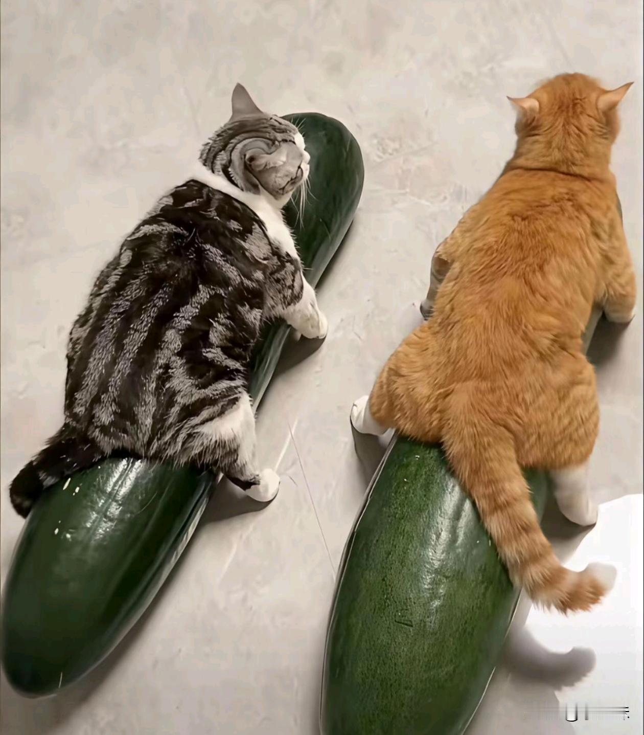 猫咪都睡出来罗圈腿了