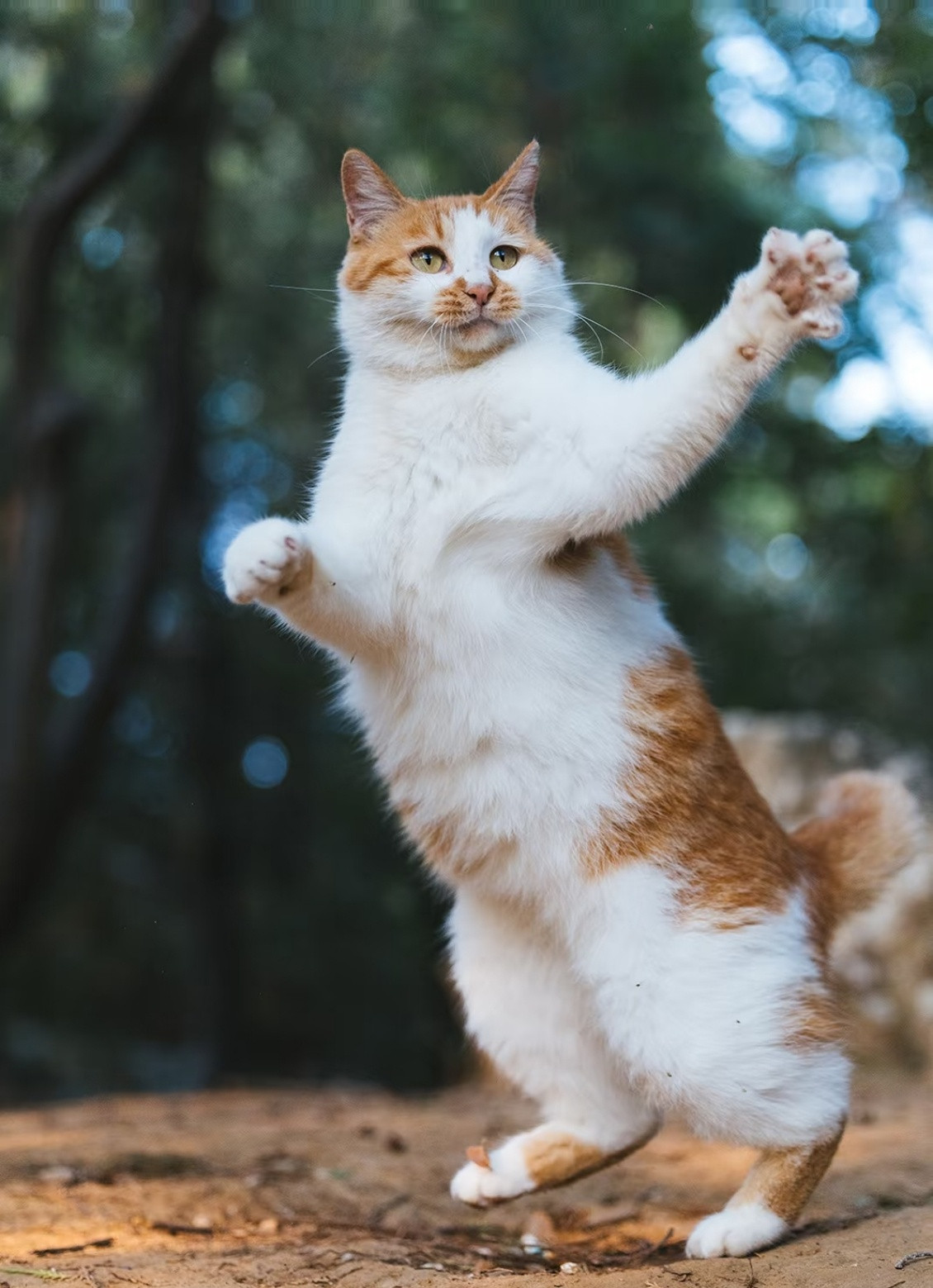 小猫交换猫名片我家猫咪的可爱值直接爆表啦，走起路来自带T台气场，迈着六亲不认