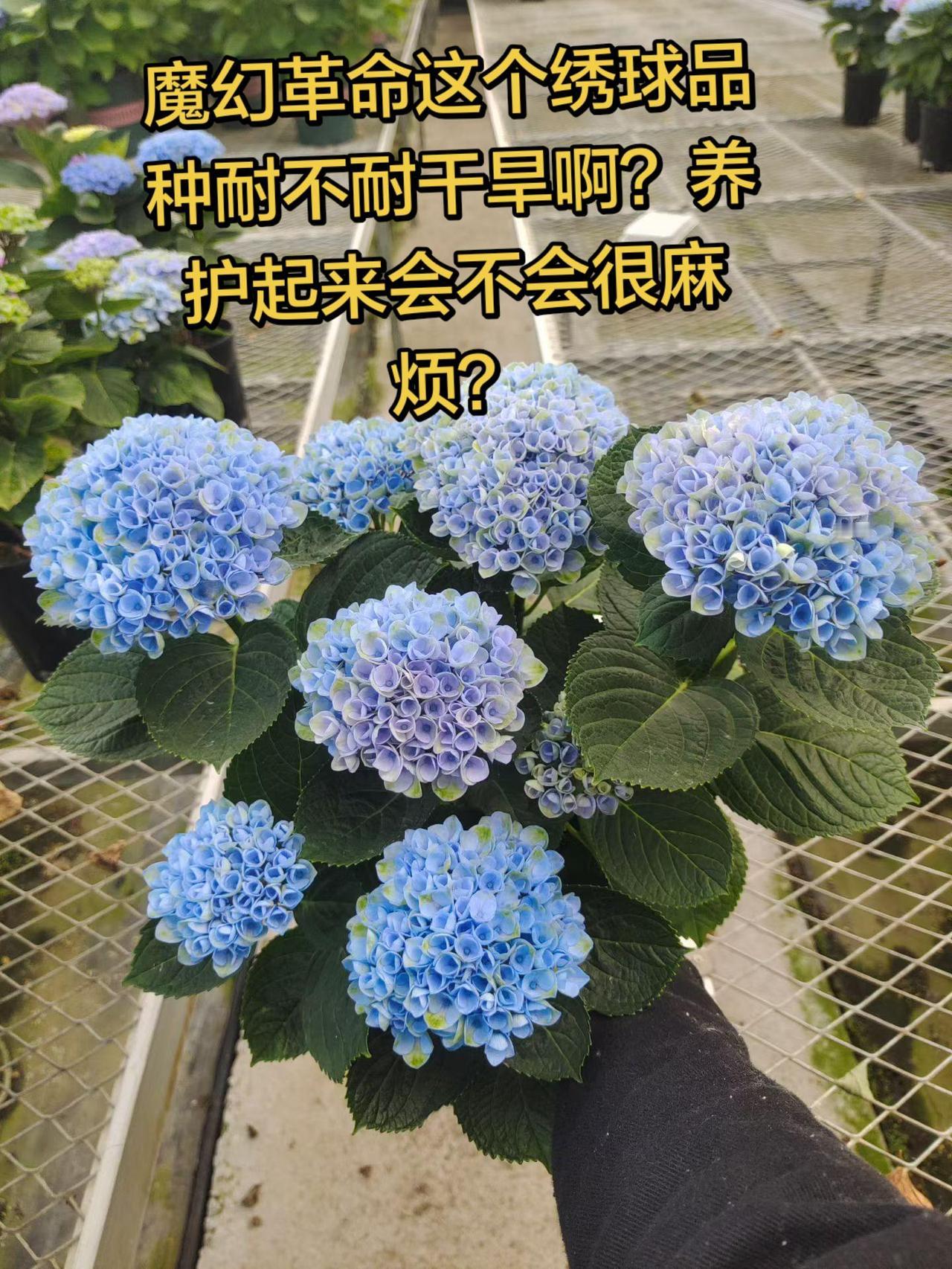 魔幻革命这款绣球？好不好养？真实生活分享计划绣球花的养殖方法魔幻革命绣球绣