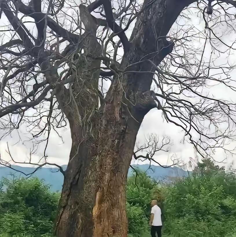 “纯属巧合？”江西赣州，一棵三四百年的古樟树突然枯死，巧合的是，同一时间，多个村