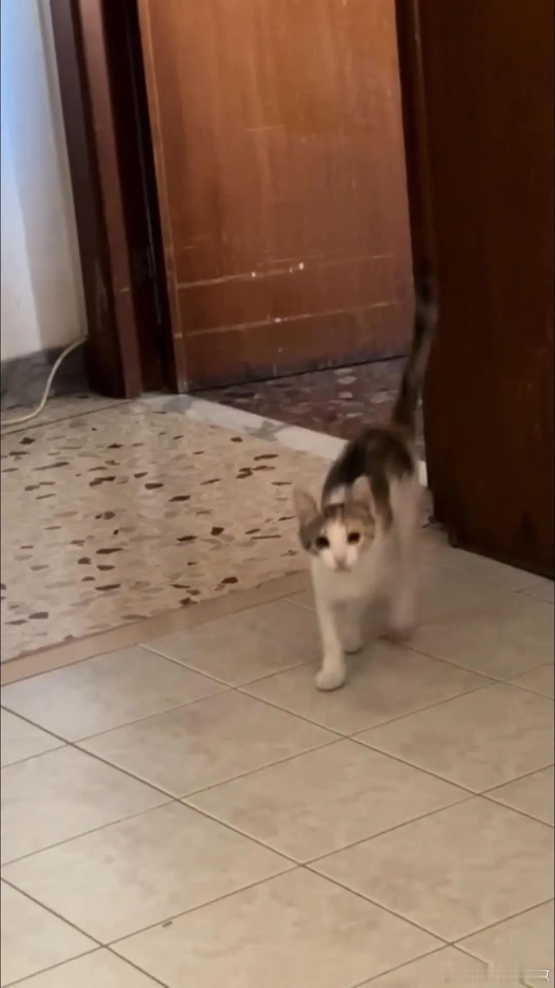 精彩分享萌宠宠物