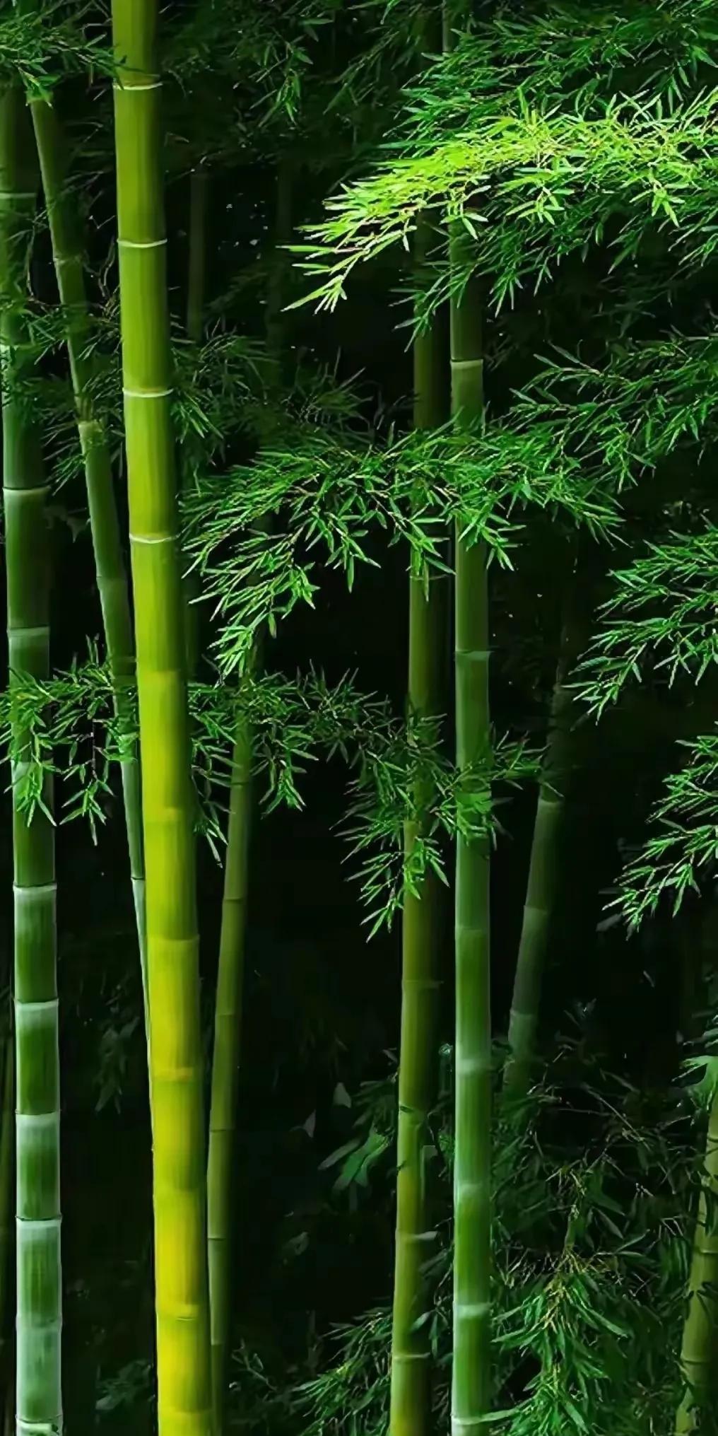 #上联：晨霞弄影竹摇曳，求下联#晨霞弄影竹摇曳