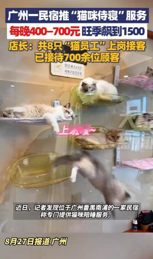 “简直就是捡钱！”8月27日，广州，一民宿老板为了赚钱，养了8只猫，只为让猫咪陪