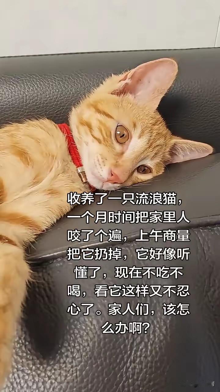 邻居王山友被女儿养的一只宠物猫闹腾的不轻，打算跟女儿商量把猫送人或者丢弃。这