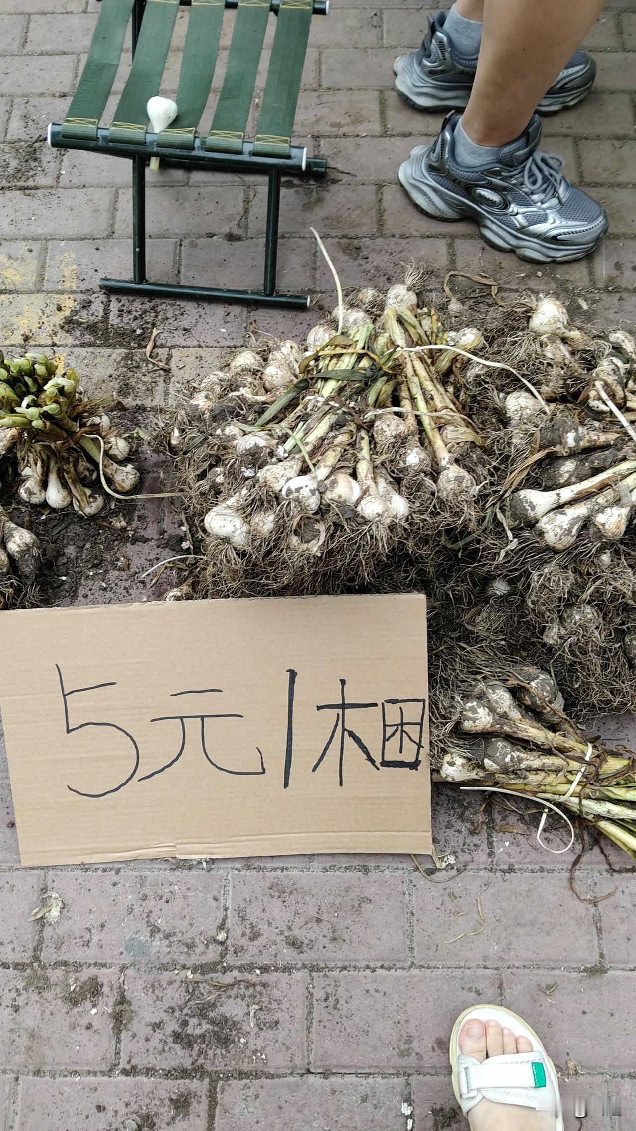 哈尔滨腌糖蒜季节提前开启！这是今天早上在早市上看到一幕，今年这青蒜头也不