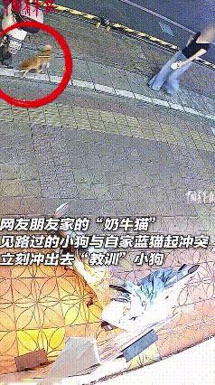 这只奶牛猫也太讲义气了吧！谁懂啊！猫咪之间的双向守护，又帅又治愈！街头暖