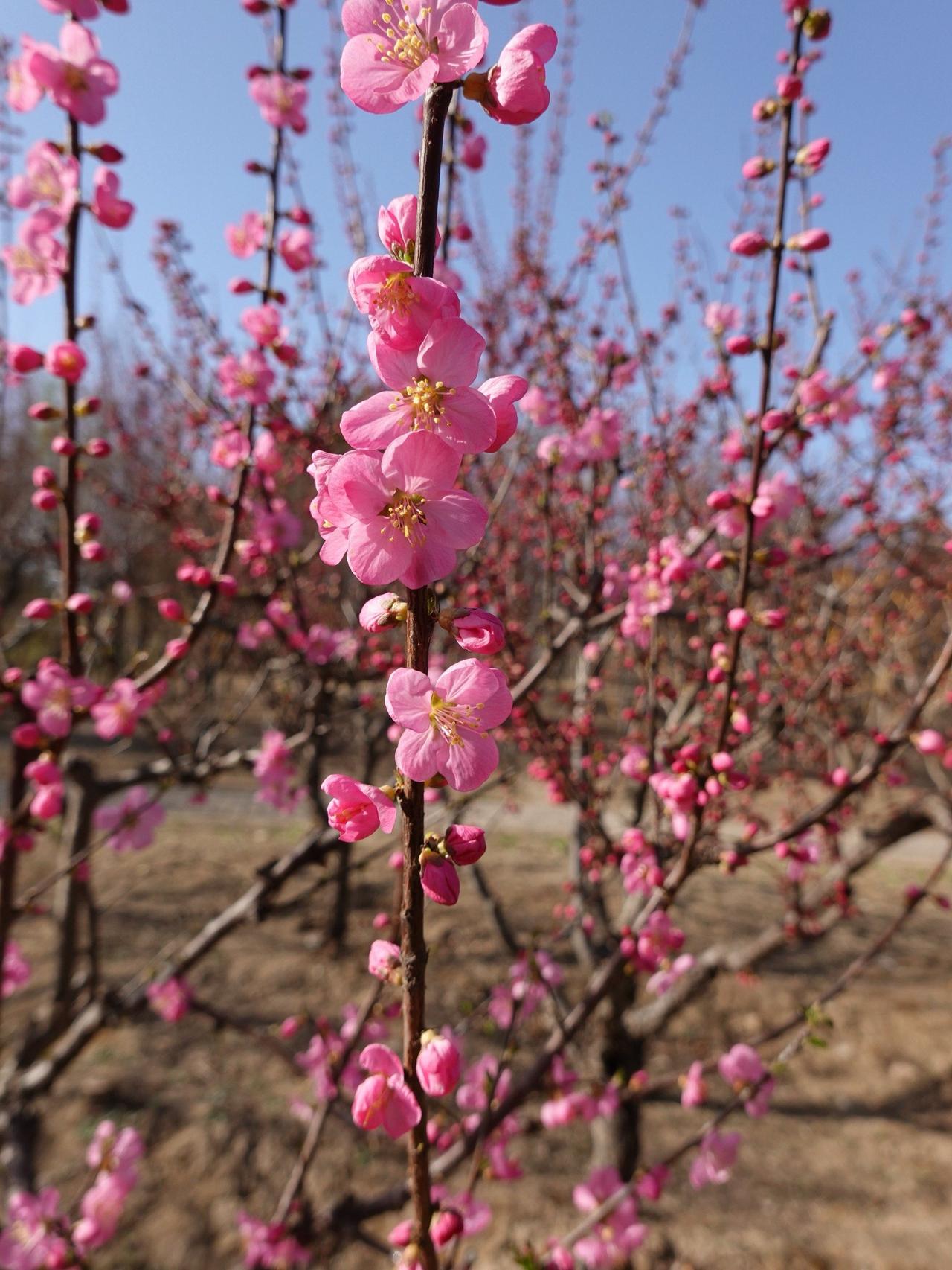 -K_CKtb97msw这种「碳水」被多科医生推荐！抗炎又控糖