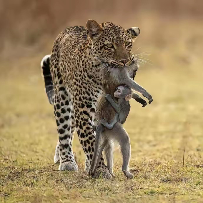 大自然真的好残酷呀。