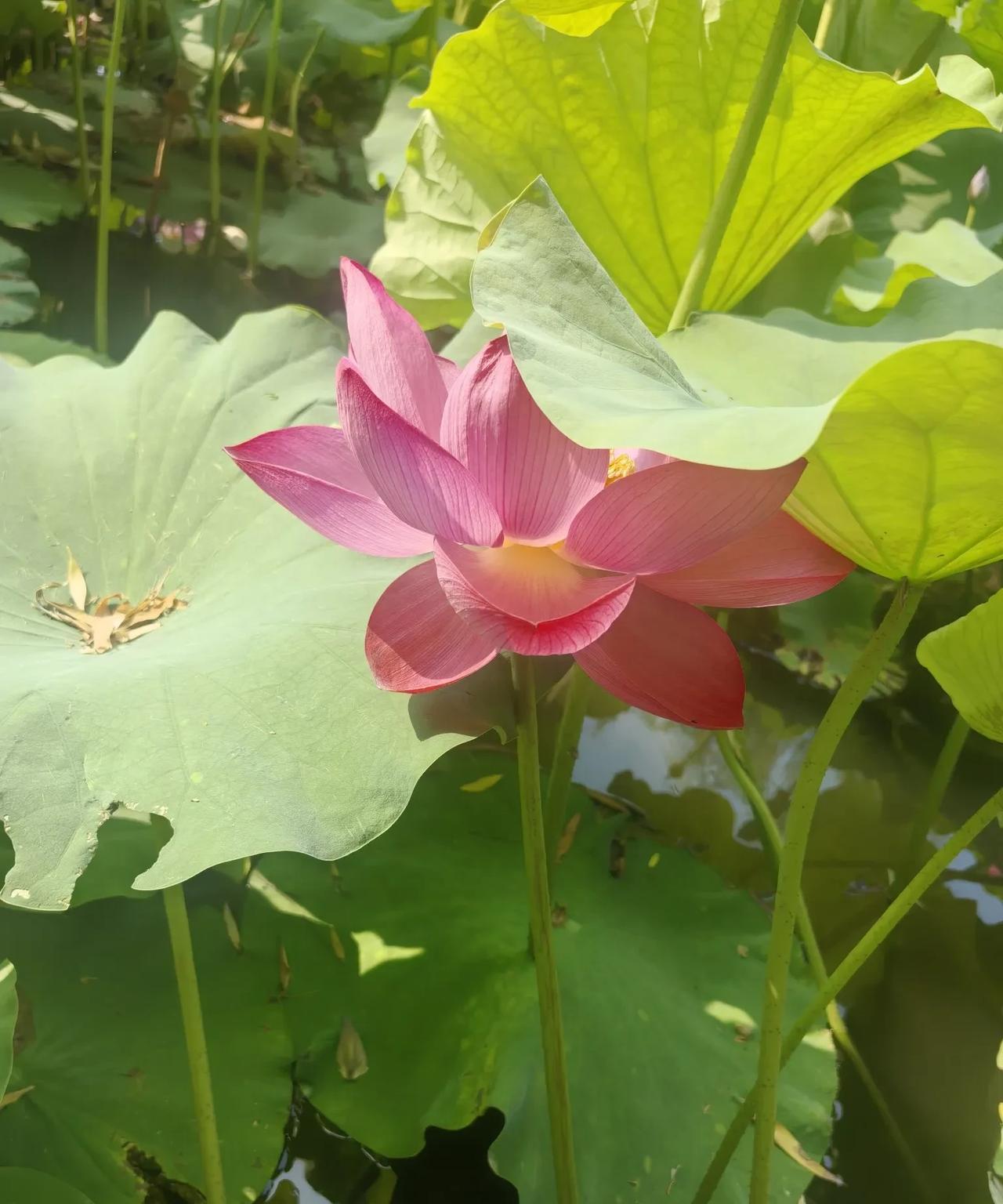 根据我多年观察的经验，凡是孩子总问你攒了多少钱，或者说帮你把钱存上的，只要你