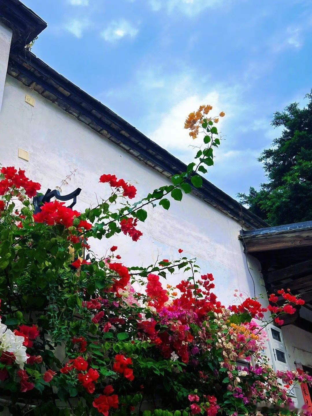 【福州·三坊七巷】热烈明艳的三角梅盛开，点亮了冬日的三坊七巷。via.新浪微