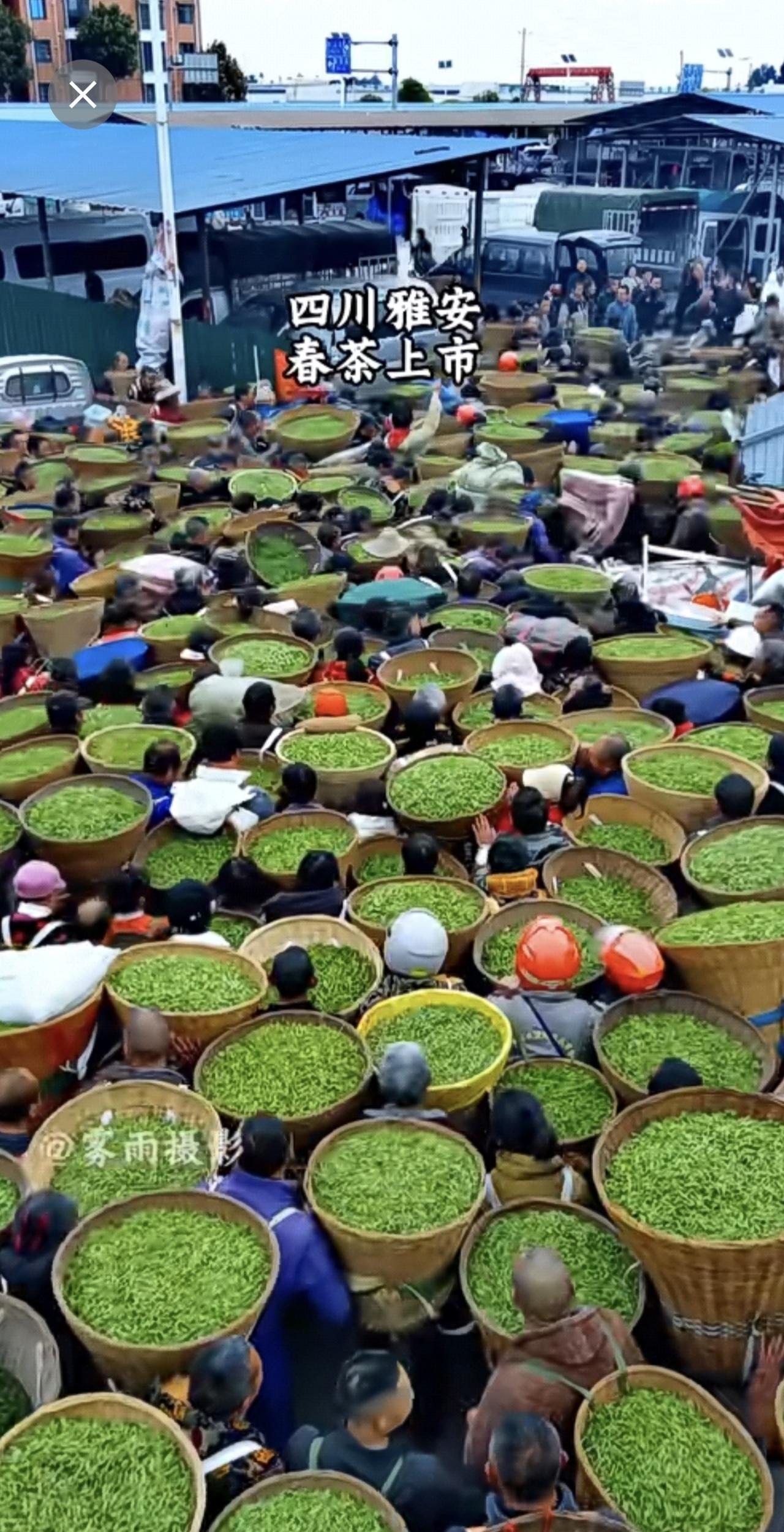 四川雅安春茶大量上市，正是茶农们这份勤劳，我们才能喝到这一口口鲜香的明前茶。