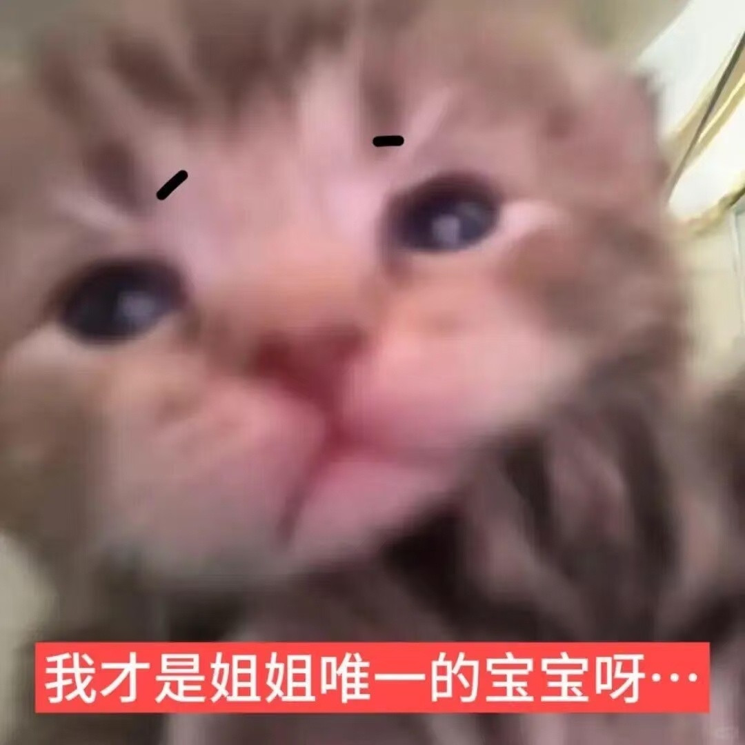 小猫表情包
