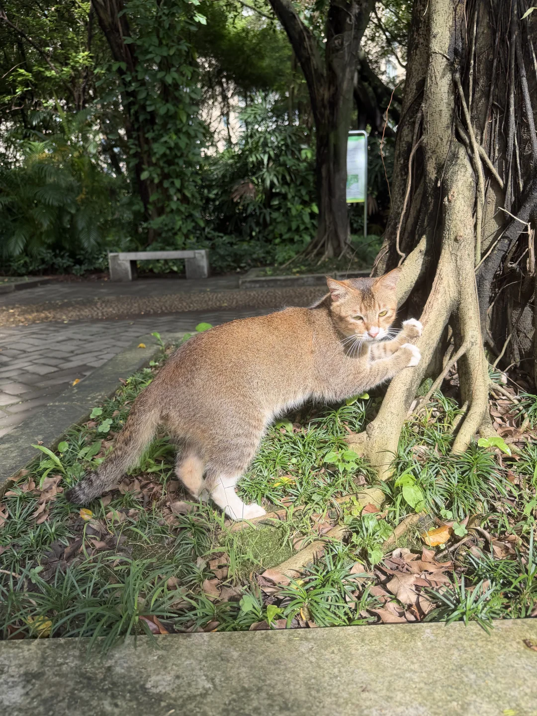 在雨后有阳光的下午去公园找猫猫玩
