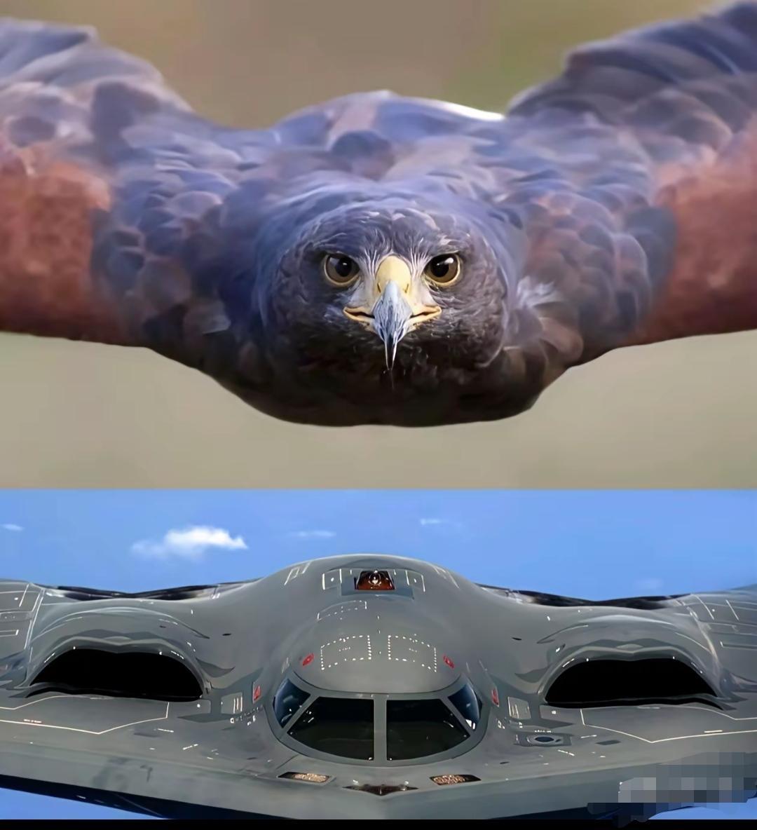 这可能是人类最成功的仿生学，感谢人类的朋友们！