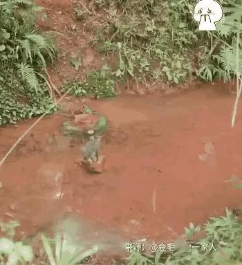 遛弯偶遇被困小猫咪，暖心金毛机智搭救，把主人都看傻眼了特别是最后那一下，竟然懂得