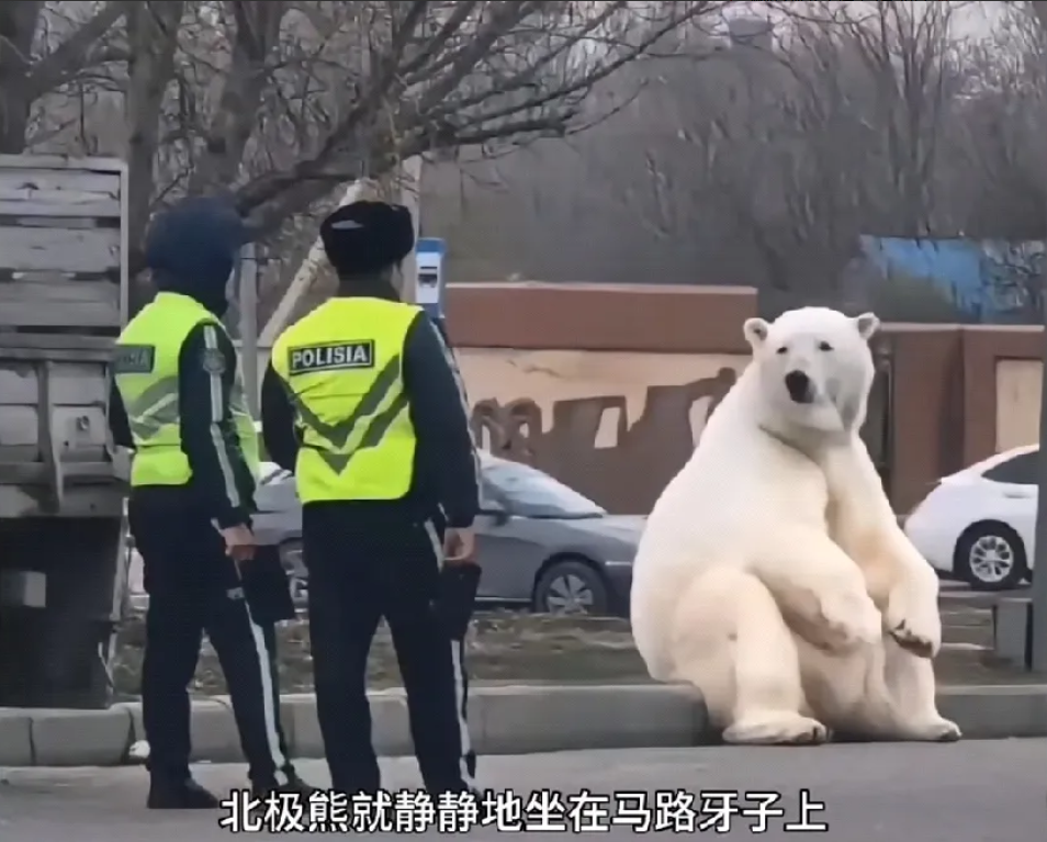 近日，巴基斯坦重金购入一只北极熊，结果运输过程中车辆颠簸，关北极熊的笼子门被震开