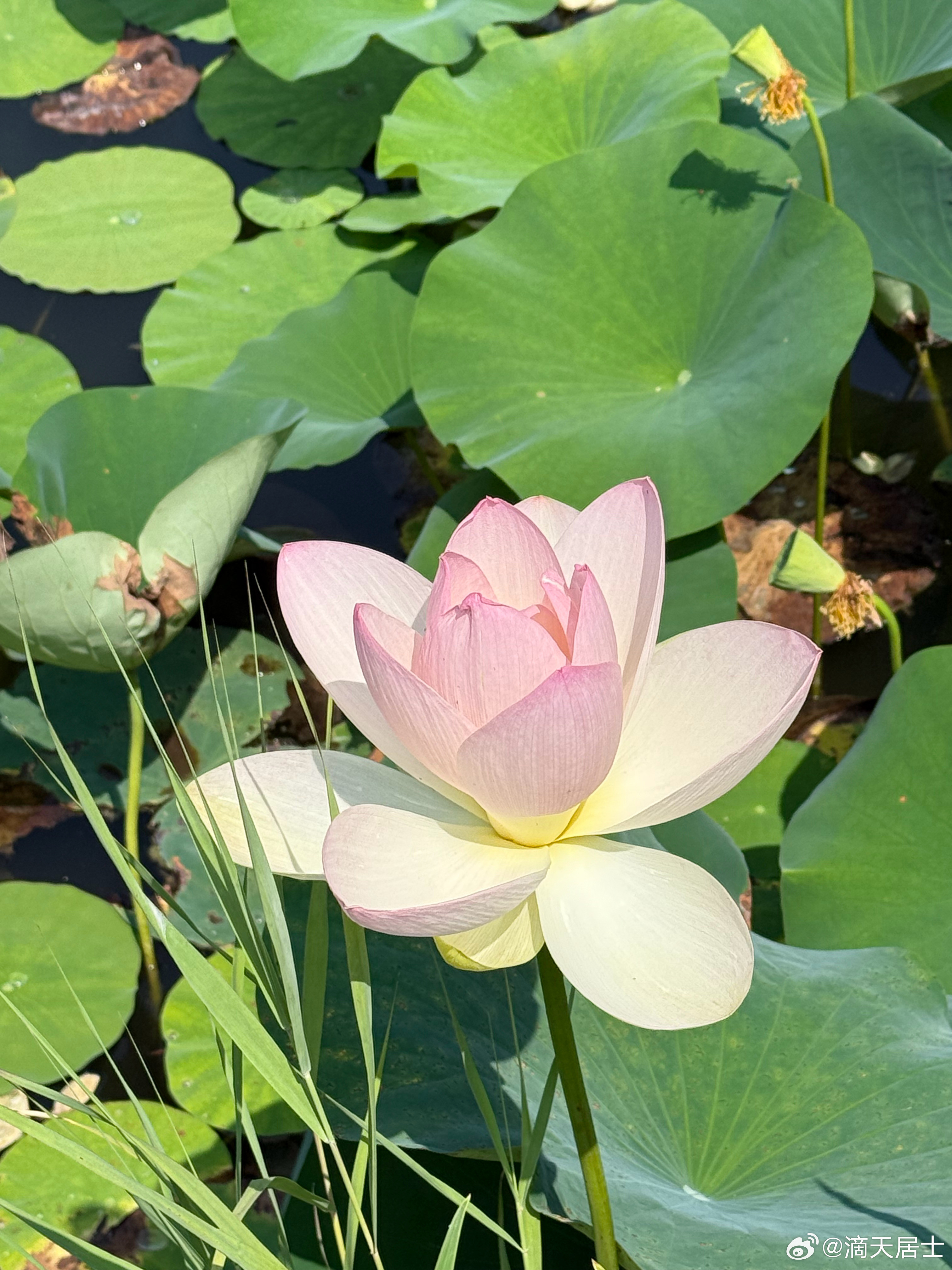   8月7号立秋，进入了丙申月，就是丙午年的丙申月。这里的火的能量依旧也很强，