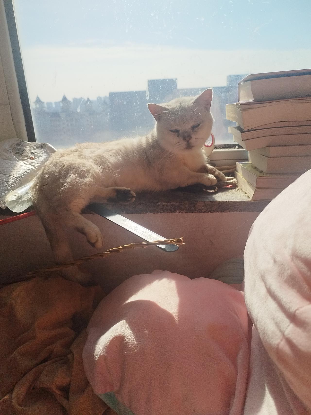 我家小猫咪可太会找地儿晒太阳啦！阳光一进屋，它就像向日葵追着光跑。如同故宫“皇