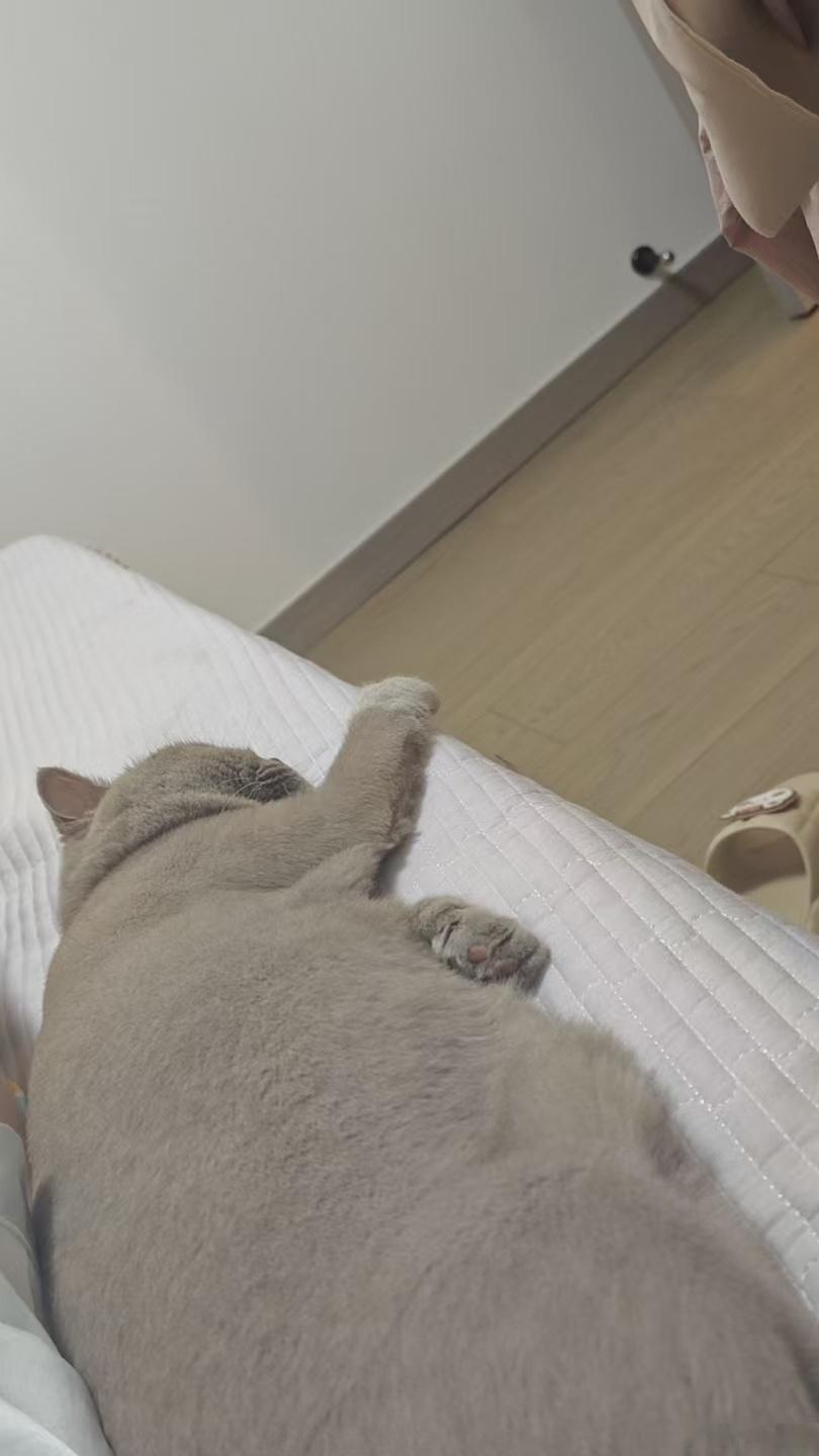 从几何时起，习惯了小猫咪的陪伴。连睡个觉都不时起来看看在不在床尾。看到它，起床气