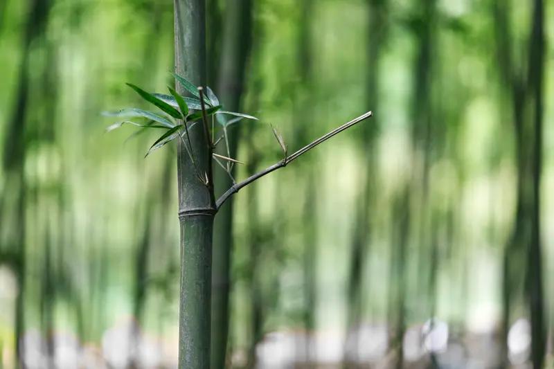 大熊猫可不只吃竹子，其实它是杂食动物，本质上属于食肉目熊科。虽说竹子占它食物比例