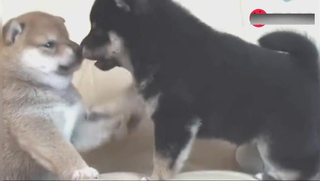 板凳犬打斗视频 17046586708954788229.jpg?id=0