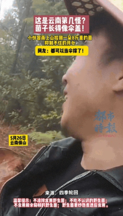 活久见！5月26日，云南保山，一小伙冒雨上山捡蘑菇，没想到竟然发现了一株8斤多重