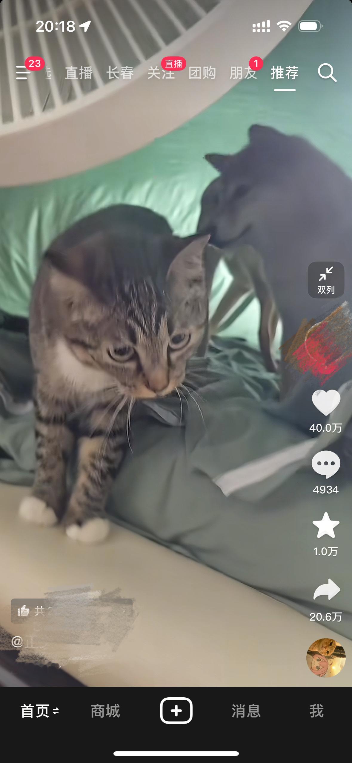 水帘洞猫狗大战暂停！​​​