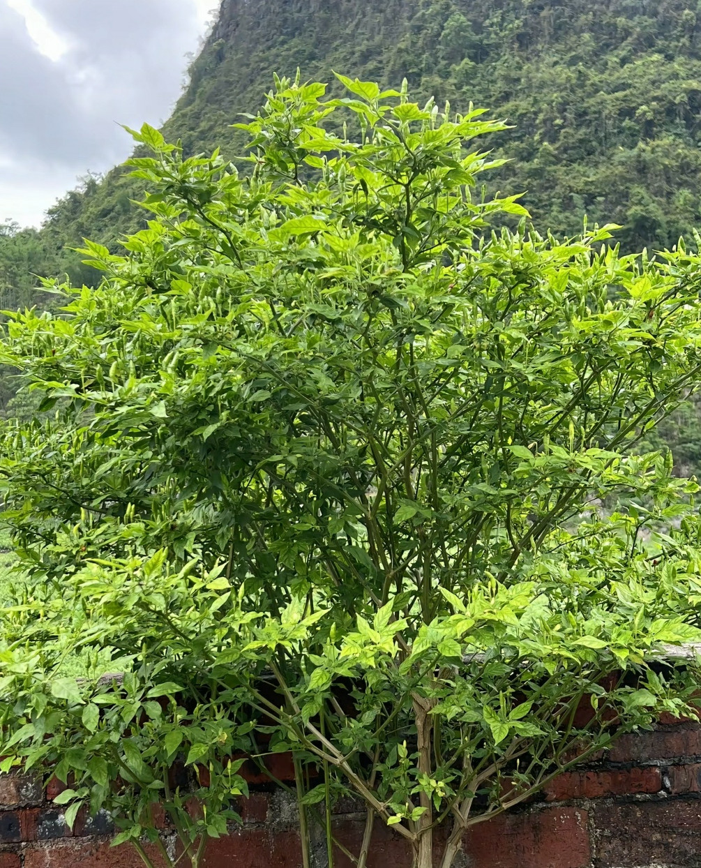 这辣椒都成树了。